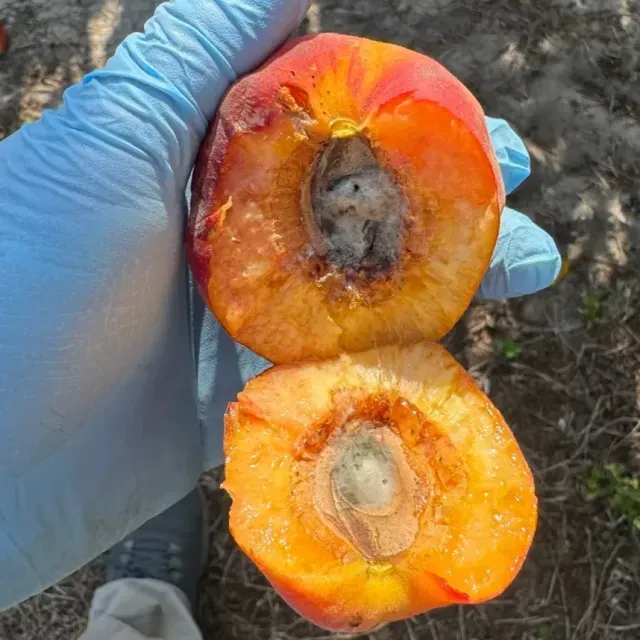 thumbnail for publication: Managing Split Pit in Peaches